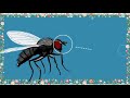 wl cl 3 ch1 part b houseflies