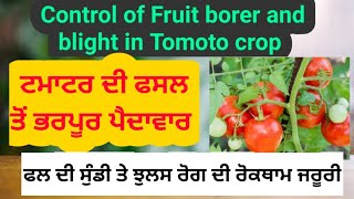 Fruit borer, Early blight control in Tomato crop ਟਮਾਟਰ ਦੀ ਫਸਲ ਤੋਂ ਭਰਪੂਰ ਝਾੜ ਲੈਣ ਲਈ ਜਰੂਰੀ ਨੁਕਤੇ