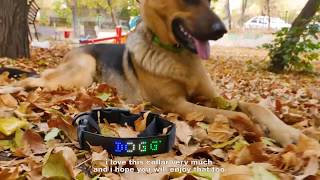 Coolest Light Up Dog Collar Controlled By APP