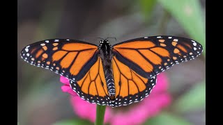 Monarch Fall Migration