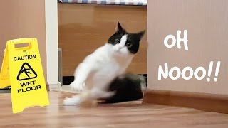 SLIPPING CAT ON WET FLOOR