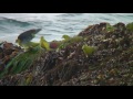 アオバト（3）海水を飲む（北海道様似町） white bellied green pigeon wild bird 野鳥 動画図鑑