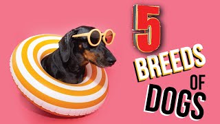 5 Popular Dog Breeds and Their Unique Traits 🐾 | Must-Know Facts for Dog Lovers!