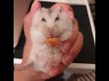 布丁倉鼠茶茶躺著吃起司 hamster liyed on the hand