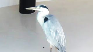 アオサギは横取りを狙うThe heron aims to steal it葉ッピー動物園1086 とべ動物園 愛媛県