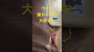 大好きなオモチャは、なんと経済的な猫。#shorts #猫 #cats #猫好き