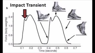 Forefoot Running vs Heel Strike Running - Impact Force Differences!