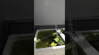 Guppy tank - solar powered fountain 太阳能喷水器 户外孔雀鱼池