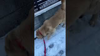 初めての雪に大興奮するゴールデンレトリバー#shorts#初雪#ゴールデンレトリバー#興奮する犬