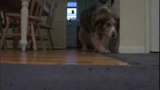 A Tribute to Cody 1997-2006 Music: Spymob