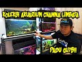 koleksi 5 Aquarium CHANNA LIMBATA | Haruan KedaK.  PADU GUYS!!