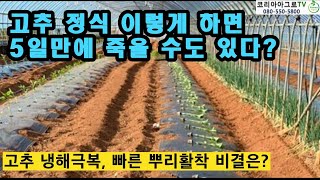 고추 정식 시  이렇게 심으시면 안됩니다. 정식 후 냉해 극복과 빠른 뿌리활착을 위한 방안은?