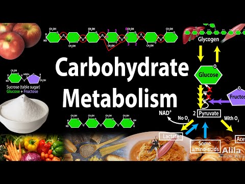 Do carbohydrates regulate cell processes?