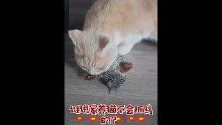 俺家猫终于逮着“鸟”了~#萌宠 #猫咪 #猫玩具