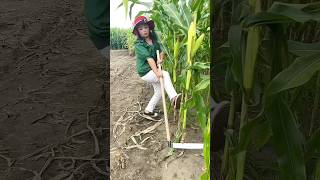 She Liked My Corn 🌽 🌽 Plant Cutting Sickle | Amazing Farming Tool for Rural Farmer #shorts