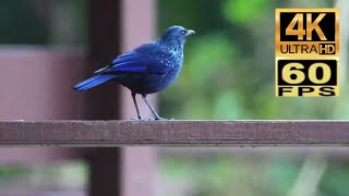 4K60 香港雀鳥：紫嘯鶇 Birds in Hong Kong : Blue Whistling Thrush オオルリチョウ