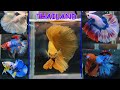 THAILAND IMPORTED BETTA FISH MALE