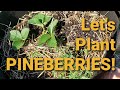 PINEBERRIES! - How to Plant Pineberries and Strawberries