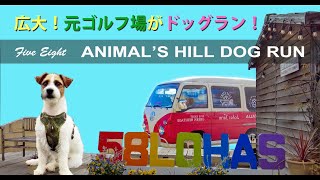 ジャックラッセルテリア　アーリン君の　ほのぼの Dog-Walking