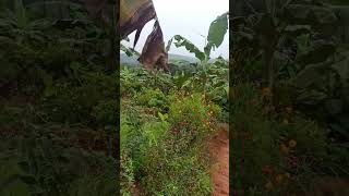 പ്രകൃതിയുടെ സൗന്ദര്യം അപാരം തന്നെ❤️#nature #viral