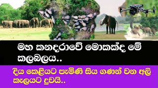 දිය කෙළියට මහ කනදරාවට පැමිණි වන අලින් හදිසියේම කලබලවෙයි..