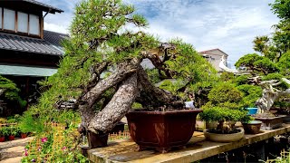 The shunkaen bonsai museum 2021 Tokyo Japan〜Japan OTAKU News