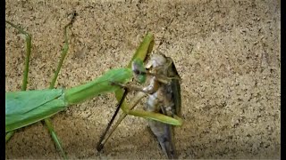 オオカマキリvsキリギリス Mantis vs  katydid（Both larger versions）