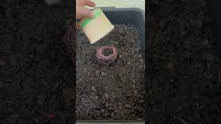 Cheapest worm bin possible #wormbin #wormfarm #vermicomposting #composting #vermiculture #worm