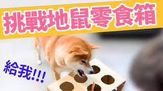 【柴犬抖宅大人】抖宅挑戰地鼠零食箱