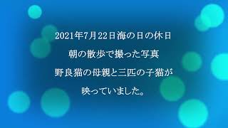 野良猫の一生　（前編）