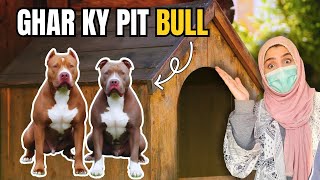 Pit Bull Dogs 🐶