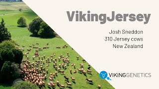 Josh Sneddon, VikingJersey dairy farmer in New Zealand