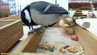 シジュウカラがピーナッツを食べているところ