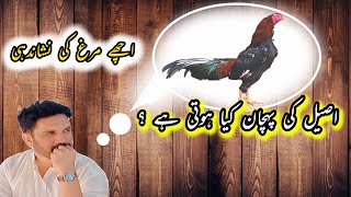 How to identified Pure Aseel | Achay Aseel ke pahchan