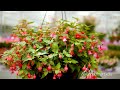 bella fuchsia lydia garden plants with flowers all summer long