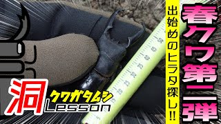 気温22度、春のクワガタ採集シーズン始まってます‼【クワガタムシ】