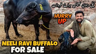 WAQAR BHINDER NEELI RAVI BUFFALO 🐃
