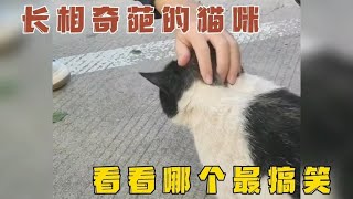 那些长相奇葩的猫咪，看看那只最搞笑！