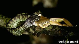 Malabar Pit Viper with Kill.