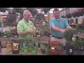 spring tips with holcomb garden center new tomatoes and a twist on planting herbs