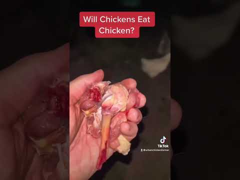Do chickens eat humans?