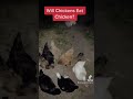 will chickens eat chicken meat 🤯 backyardchickens chickens shorts