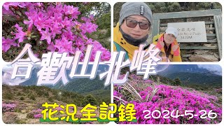 @合歡山北峰紅毛杜鵑花況全記錄（2024-5-26）