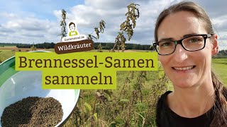 Brennessel-Samen sammeln - Wildkrautsamen mit wertvollen Inhaltsstoffen