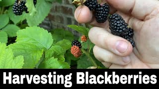 Late Season Blackberry Harvest