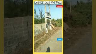 Encounter with Asiatic Lioness | #shorts | SAVE ASIATIC LION | #savelion #saveasiaticlion #mangrol