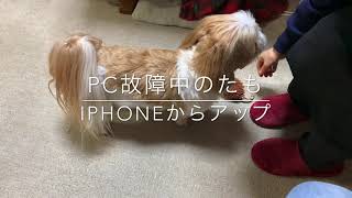 シーズー　チロ　取って来い遊びの巻