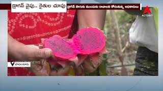 dvr dragon fruits farm podalakuru nellore dt