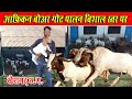 How to rear African Boer goats? , How to do African Boer Goat Farming? Khairagarh chhattisgarh