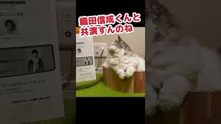 テレビ出演がいつもお金の話な猫 #Shorts 【猫アテレコ】